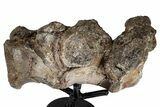 Fossil Dinosaur (Tenontosaurus) Sacral Vertebrae - Montana #342166-3